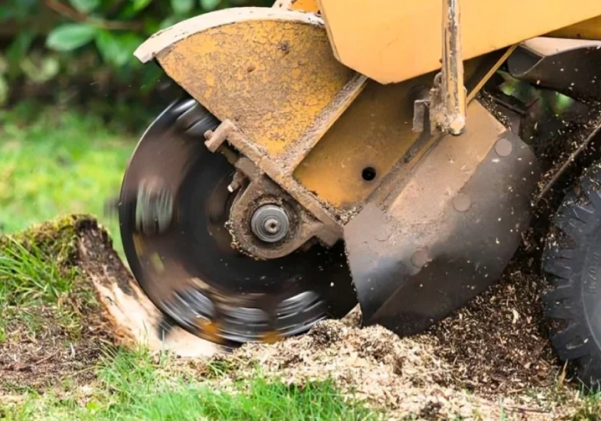 Why You Should Remove Stumps